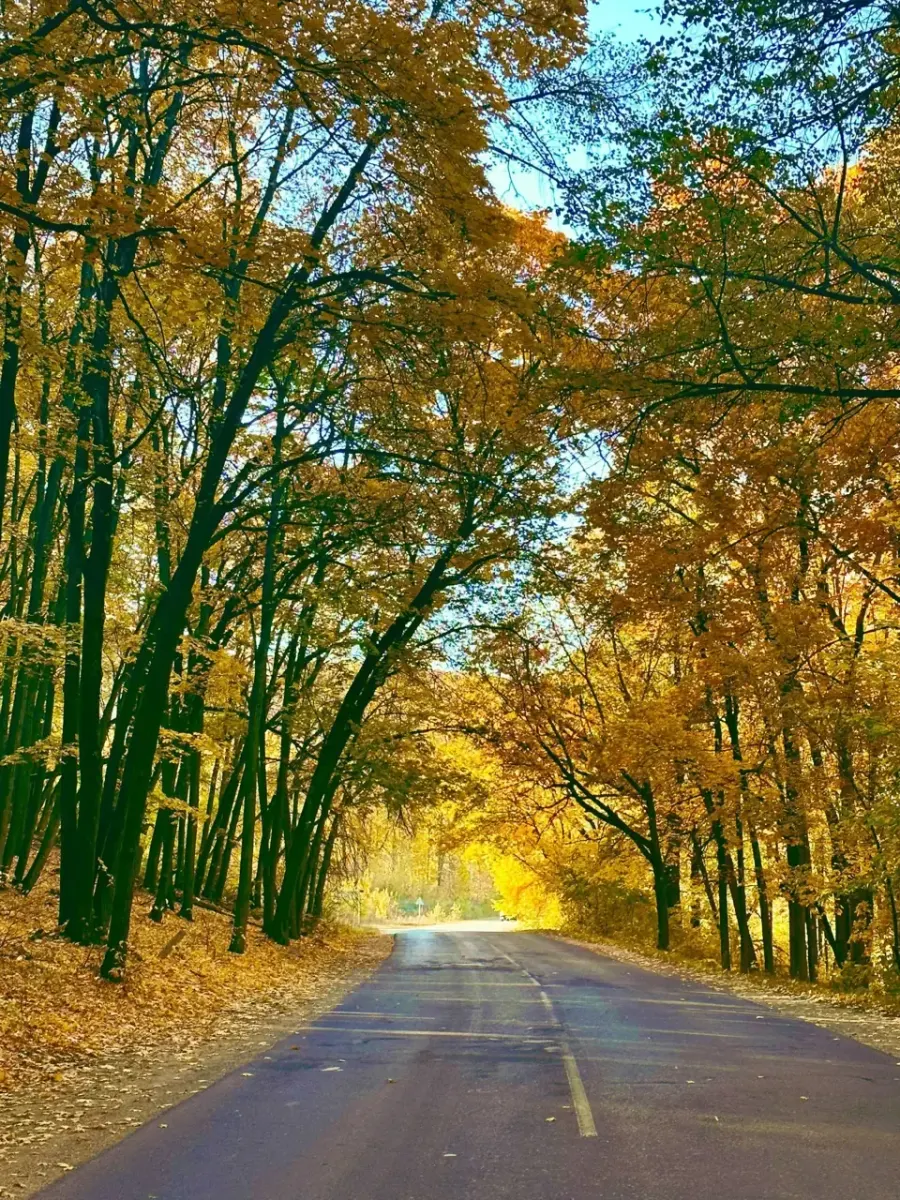 Лес вдоль дороги на Самарской Луке